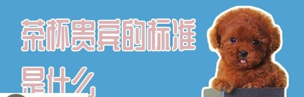 茶杯贵宾的标准是什么-饭圈茶杯犬代表什么意思