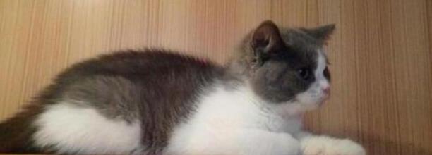 小区传染猫瘟多长时间能过去 小区传染猫瘟多长时间能过去