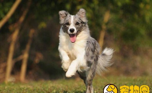 边境牧羊犬的养殖方法和注意事项