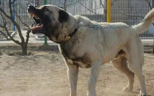 坎高犬的优点和缺点