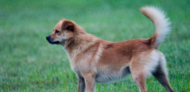 中华田园犬智商排名-中华田园犬智商排名第几 中华田园犬智商排名-中华田园犬智商排名第几
