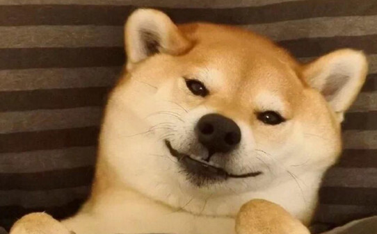 柯基犬柴犬区别