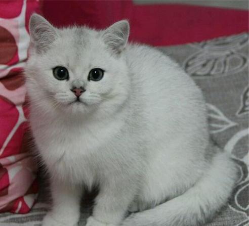 银渐层猫一般市场价多少-2100买一个银渐层贵吗