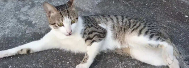 俄罗斯说的猫尾巴是什么意思