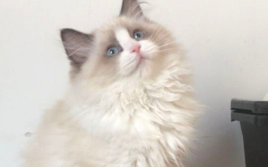 高铁可以带猫吗