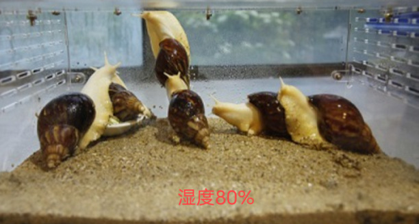 捡来的小蜗牛怎么养
