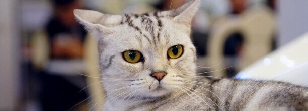宠物圈养猫要打疫苗嘛