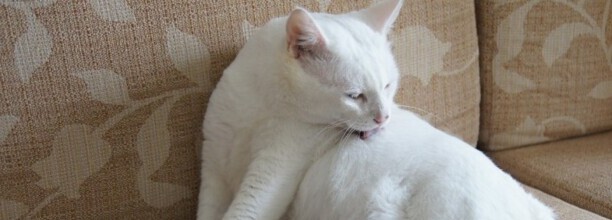 猫指甲多久剪一次怎么剪 猫指甲多久剪一次怎么剪