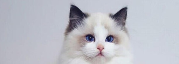 公猫发了情多久结束 公猫发了情多久结束