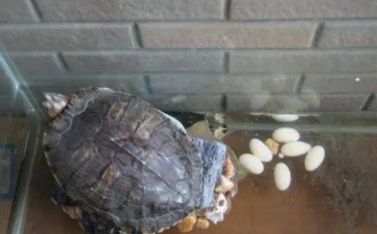 乌龟一次下几个蛋