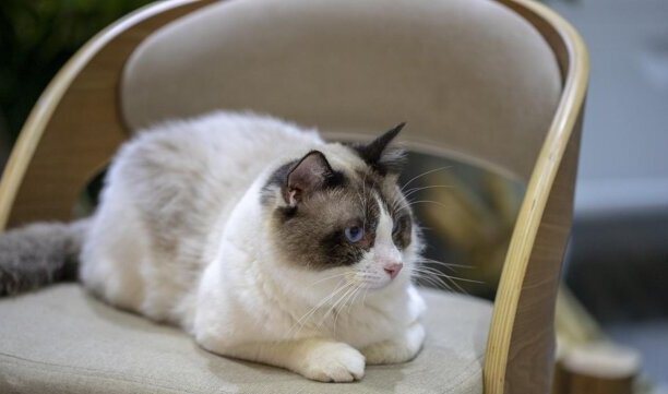 怎么分辨猫咪中毒-小猫不能吃的十种食物 怎么分辨猫咪中毒-小猫不能吃的十种食物
