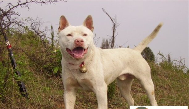 下司犬多少钱一只-下司犬的优缺点