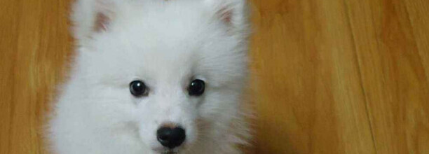 为什么银狐犬养的少