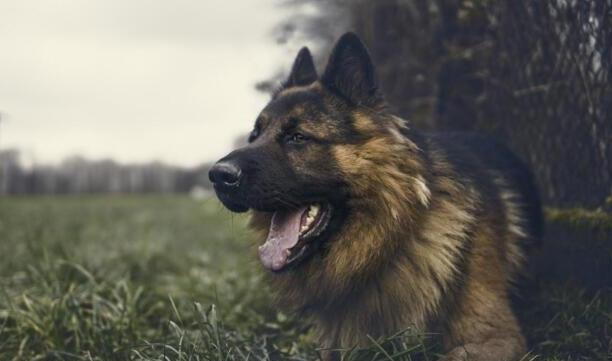 东德牧羊犬好还是西德牧羊犬好-东德牧羊犬和西德牧羊犬哪个大 东德牧羊犬好还是西德牧羊犬好-东德牧羊犬和西德牧羊犬哪个大