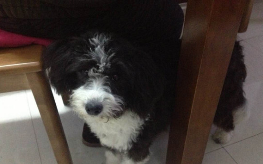葡萄牙水犬有什么特点