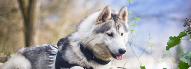 阿拉斯加犬喂什么食物