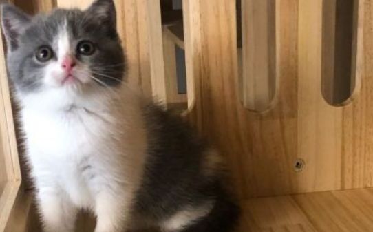 宠物圈养猫要打疫苗嘛
