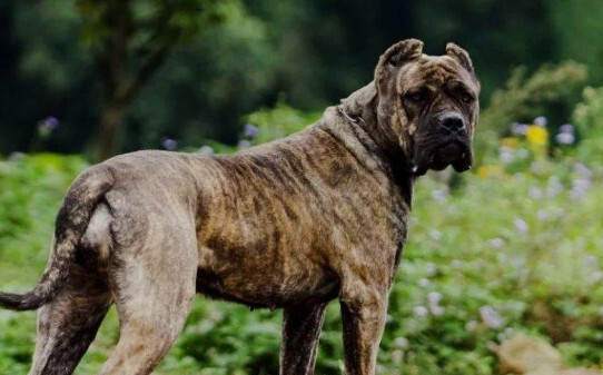 世界100禁养猛犬排行榜:排行前十的禁养犬类有哪些