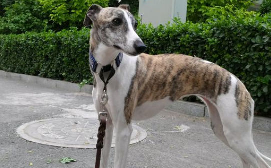 惠比特犬优点和缺点