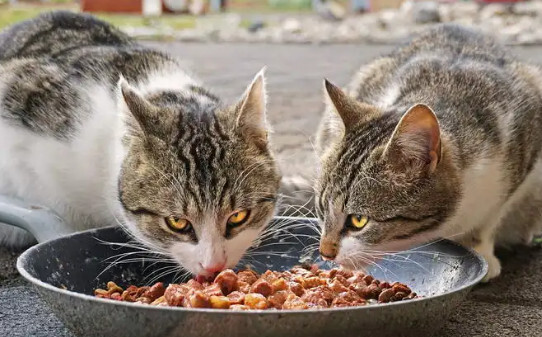 如何让猫快速长胖 如何让猫快速长胖