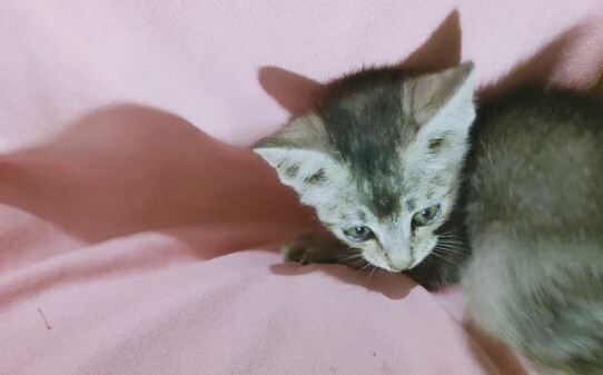 猫薄荷正确使用方法