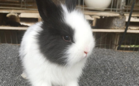 兔子要死之前症状