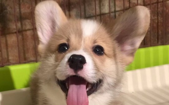 卡迪根柯基犬价位