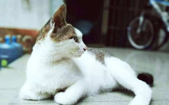 猫正常能活多久