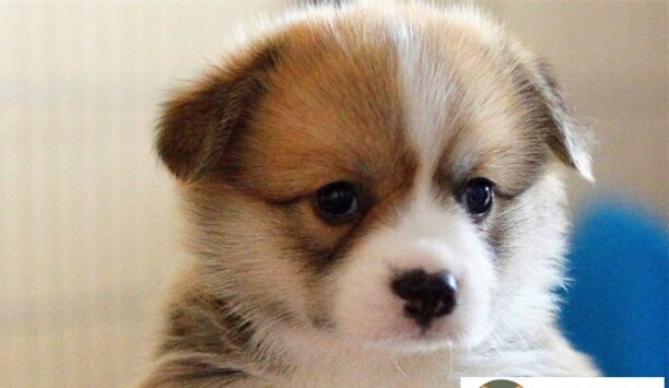 柯基犬1000元贵吗-柯基犬多少元一只 柯基犬1000元贵吗-柯基犬多少元一只