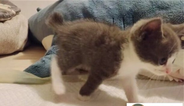 猫咪折尾是什么样子的-麒麟猫怎么辨别