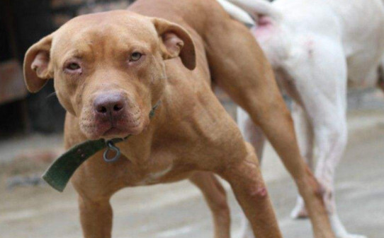 禁养犬种就一定不能养吗