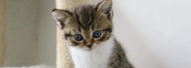 猫腹水是什么症状 猫腹水是什么症状