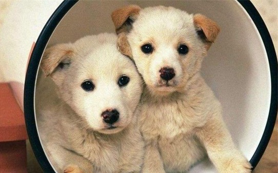 母犬难产时该如何处理