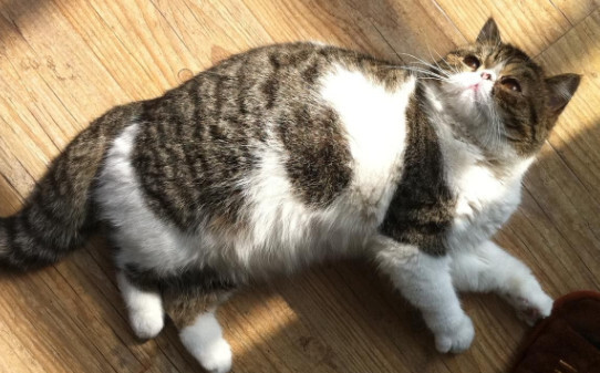 猫咪有小宝宝了是不是也会有呕吐的症状 猫咪有小宝宝了是不是也会有呕吐的症状