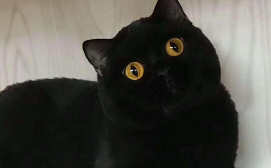 纯黑色的猫咪有哪些品种