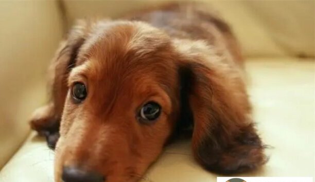 2023年腊肠犬幼崽的最新价格多少钱-300元腊肠犬能买吗