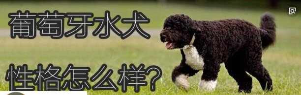 葡萄牙水犬性格怎么样-葡萄牙水犬智商排名