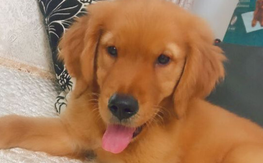 十个最好的金毛犬训练方法