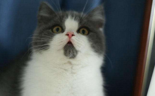 肖战养的猫什么品种