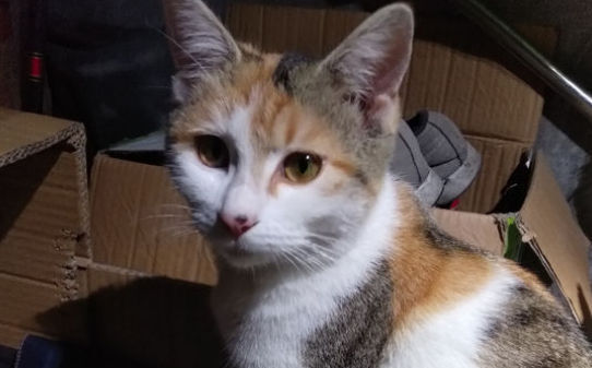 猫咪得了猫瘟怎么办医生说不用治了熬过7天就好 猫咪得了猫瘟怎么办医生说不用治了熬过7天就好