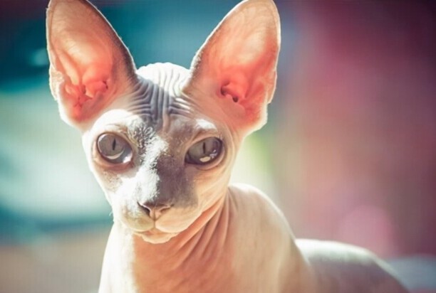 斯芬克斯猫多少钱一只-斯芬克斯猫的价格