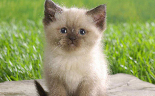 毛很长的猫是什么品种