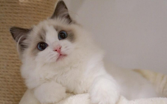 一只布偶猫一天需要多少开支 一只布偶猫一天需要多少开支