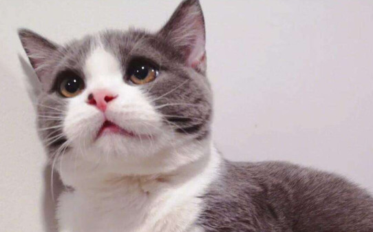 小猫应激反应会有什么症状