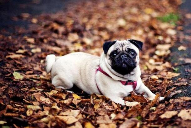 十大便宜好养的小型犬-适合家养的小型犬短毛的性格温顺的有哪些品种