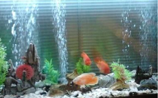 新手养鱼开缸及养水步骤