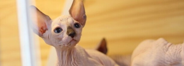 彼得秃猫和斯芬克斯的区别