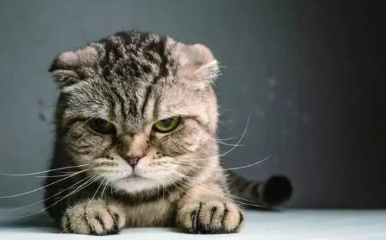 猫应激什么样子