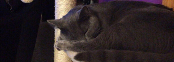 怎么让猫咪玩猫爬架