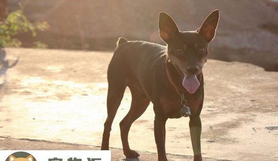 小鹿犬价格是多少钱-小鹿犬多少钱一只小鹿犬市场价格大盘点